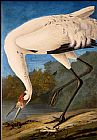 John James Audubon Famous Paintings - Whooping Crane
